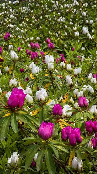 Pembe ve beyaz tomurcukların yeşil yapraklarla çeliştiği canlı bir açelya tarlası. Görüntü tazelik ve canlılık hissi veriyor. Baharın güzelliğini resmetmek için mükemmel..