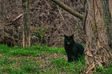 black wolf standing in the forest in the grass