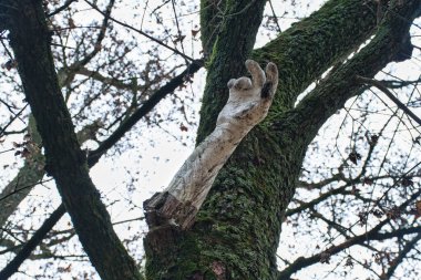 a vertical closeup shot of an owl sitting alone on a tree branch with a blurry background.