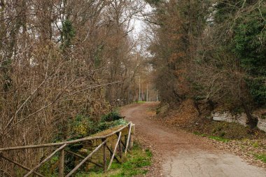 road in the forest in summer day