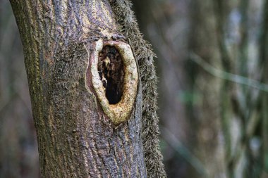 Bir ağaç gövdesinin yakın plan çekimi.