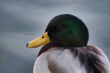 a duck in a green jacket