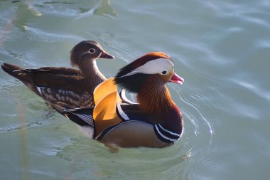 Suda yüzen güzel ördek