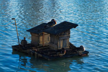 a seagull sitting on the pier in the sea