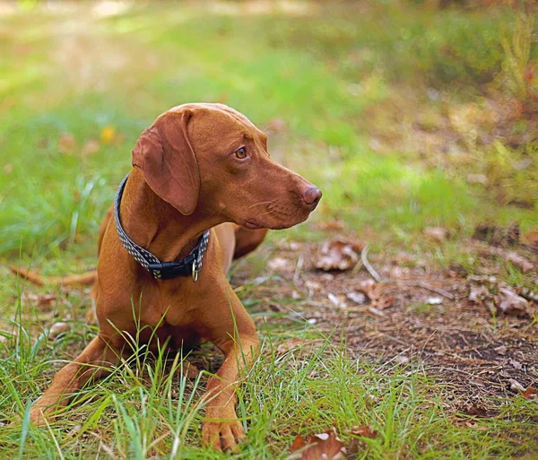 Охотничья Собака Отдыхает Лесной Тропе — стоковое фото