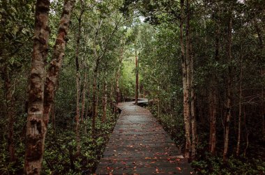 Bir metre genişliğindeki ahşap patikalı uzun, nemli ve dolambaçlı mangrov ormanlarına odaklanın..