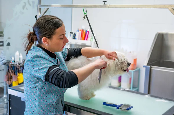 Young woman dog groomer grooming a small white Maltese dog making eye contact. High-quality photo