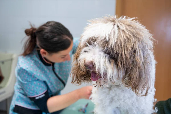 Young woman dog groomer cutting nails to a Spanish water dog. High-quality photo