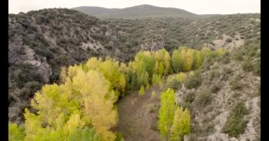 İspanya 'nın Aragon eyaletinin Teruel ilindeki Albarracin ortaçağ köyü yakınlarındaki Guadalaviar nehrinde sonbaharda kavak ağacı stok videosu. Yüksek kalite 4K görüntü