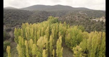 İspanya 'nın Aragon eyaletinin Teruel ilindeki Albarracin ortaçağ köyü yakınlarındaki Guadalaviar nehrinde sonbaharda kavak ağacı stok videosu. Yüksek kalite 4K görüntü