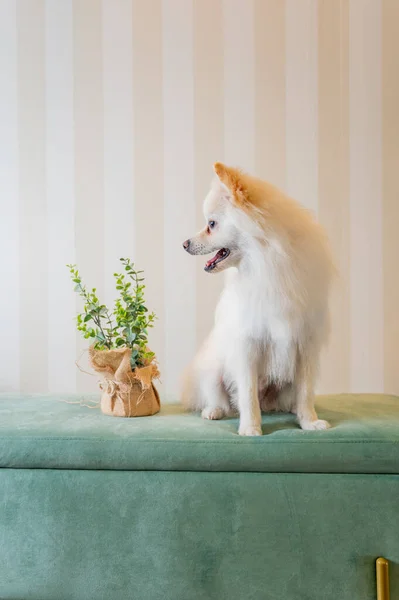 Güzel beyaz Pomeranya köpeği, banyo sonrası sahibini bekliyor.