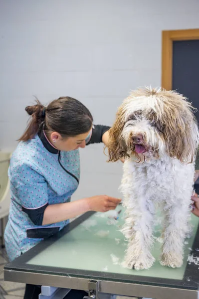 Young woman dog groomer working on a Spanish water dog s hair. High-quality photo