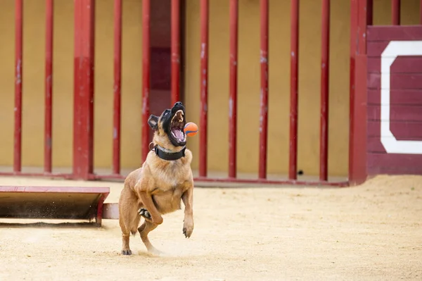 Belgian Malinois dog jumping to catch a red ball. High-quality photo