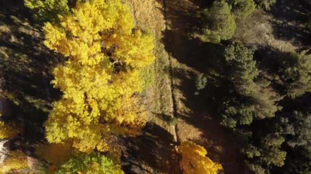 Poplars Autumn Guadalaviar River Albarracin Medieval Village Teruel Province Aragon — Stock videók
