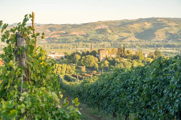 Lovely color view of an Italian Castle among vines in the golden hour in Emilia Romagna, Italy. High-quality photo