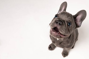 Adorable top view of a smiling French bulldog puppy on a white background. High-quality photo