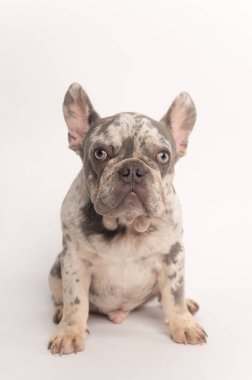 Close up front view of a spotted French bulldog looking at the camera on a white background. High-quality photo