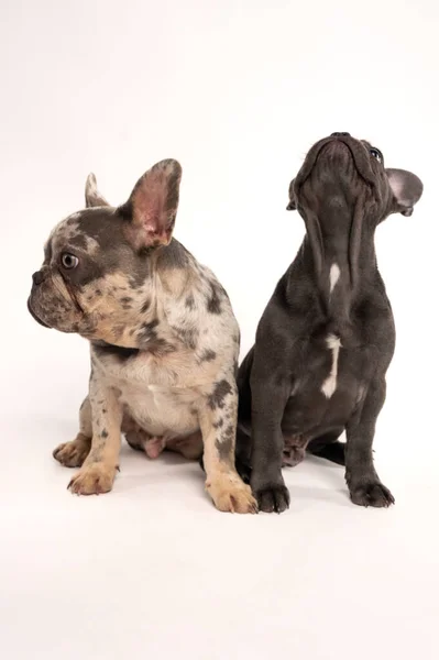 A couple of adorable French bulldogs sitting on a white background. High-quality photo