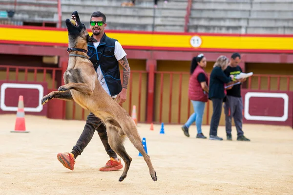 Kahverengi güzel Belçikalı çoban köpeği atlıyor ve antrenörüyle oynamaktan zevk alıyor.