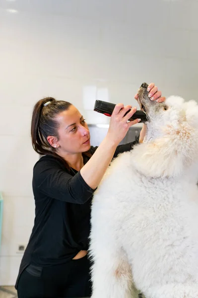 Young female groomer shaving the snout of a giant white poodle
