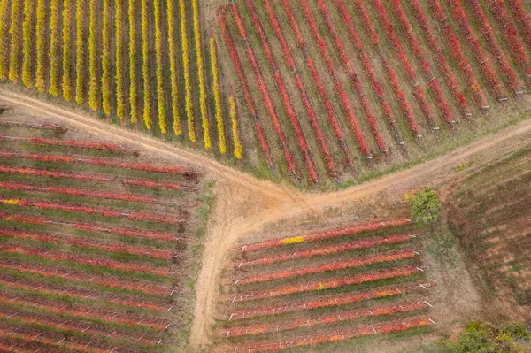 Drone top view of colourful vineyards of different colors and maturation status. High quality photo