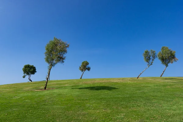 Bended trees by the wind on a green hill with a nice blue sky background. High-quality photo