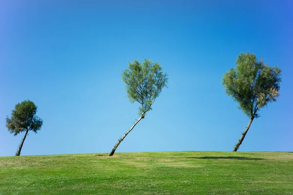 Bended trees by the wind on a green hill with a nice blue sky background. High-quality photo