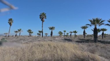 Unedited group of palm trees at Gurugu beach enjoying soft Mediterranean morning breeze, Castellon, Spain. High-quality 4k footage