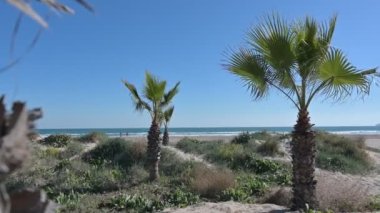 Unedited group of palm trees at Gurugu beach enjoying soft Mediterranean morning breeze, Castellon, Spain. High-quality 4k footage