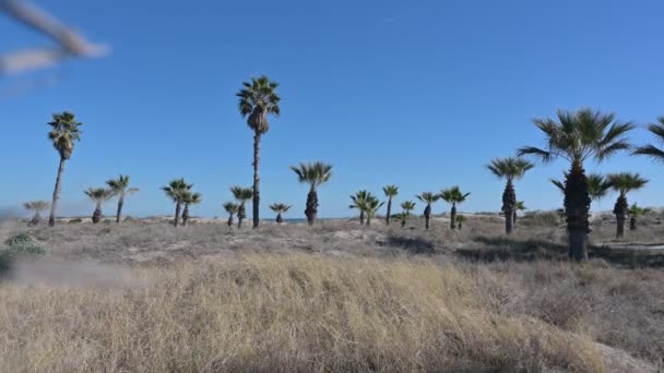 Kelompok Pohon Palem Pantai Gurugu Menikmati Angin Pagi Mediterania Yang — Stok Video