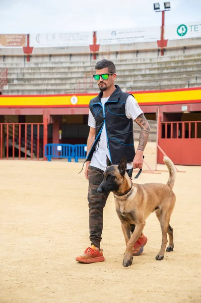 Nice trained Belgian Malinois dog walks next to its trainer. High-quality photo
