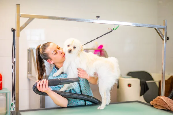 Woman young groomer drying hair of a white Pomeranian dog on a table 