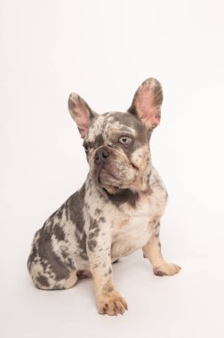 Adult mottled French bulldog sitting on a white background. High-quality photo