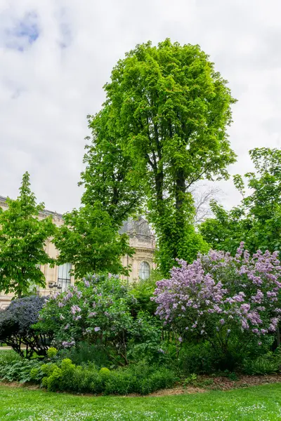 Güneşli bir günde Paris parkındaki güzel bir bahçenin dikey görüntüsü. Yüksek kaliteli fotoğraf.