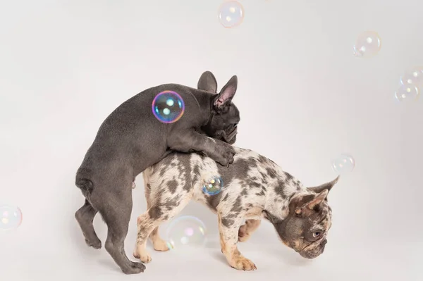 Two playful French bulldog puppies are surrounded by bubbles on a white background. High-quality photo