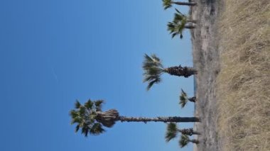 Unedited group of palm trees at Gurugu beach enjoying soft Mediterranean morning breeze, Castellon, Spain. High-quality 4k footage