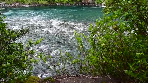 Rivière Glaciaire Avec Eau Bleuâtre Coulant Aval Parmi Végétation Verte — Video