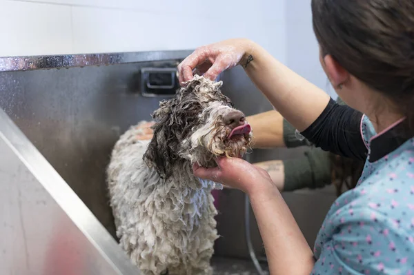 Young woman dog groomer bathing a Spanish Waterdog on a dog bathtub. High-quality photo