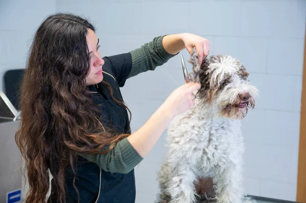 Young woman dog groomer working on a Spanish water dog ears. High-quality photo