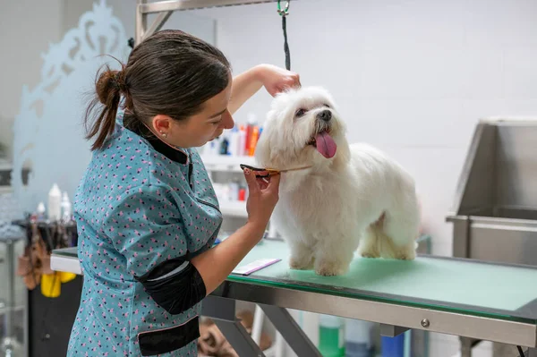 : Young woman dog groomer grooming a small white Maltese dog making eye contact. High-quality photo