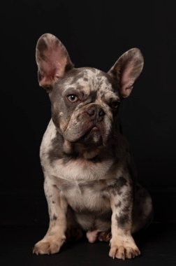 Adult spotted French bulldog sitting looking at the camera on a black background. High-quality photo