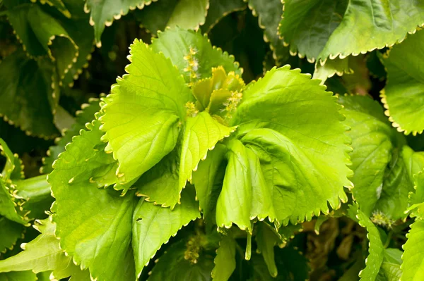 Close-up view of Acalypha wilkesiana plant with vibrant green leaves. High-quality photo