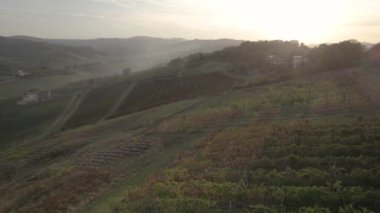 4K drone flight over green vineyards in Italy on a moody Fall afternoon. High-quality 4k footage