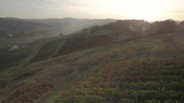 Безпілотний Політ Над Зеленими Виноградниками Італії Похмурий Осінній День Високоякісні — стокове відео