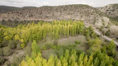 İspanya, Albarracin 'deki büyük bir sarı-yeşil kavak grubu üzerinde 4K drone. Yüksek kalite 4K görüntü