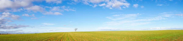 Amazing panoramic image of blue skies and white scattered clouds and green farmed ground with a single tree. High-quality photo