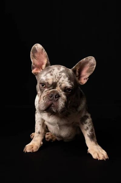 Spotted gray French bulldog on black background looking to camera. High-quality photo