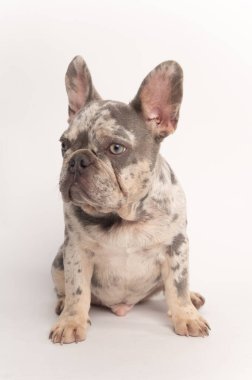 Beyaz arka planda oturan gri mermer Fransız bulldog 'u. Yüksek kaliteli fotoğraf.