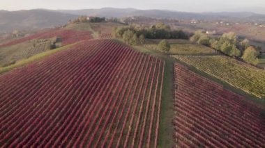 Modena renkli üzüm bağı sıraları 4K hava manzaralı tepenin üstünde tamamen kırmızı ve yeşil, Emilia Romagna, İtalya. Yüksek kalite 4k görüntü