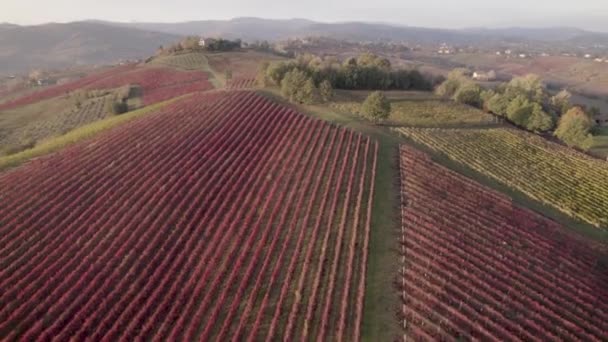 Modena Kleurrijke Wijngaard Rijen Luchtfoto Uitzicht Volledig Rood Groen Top — Stockvideo
